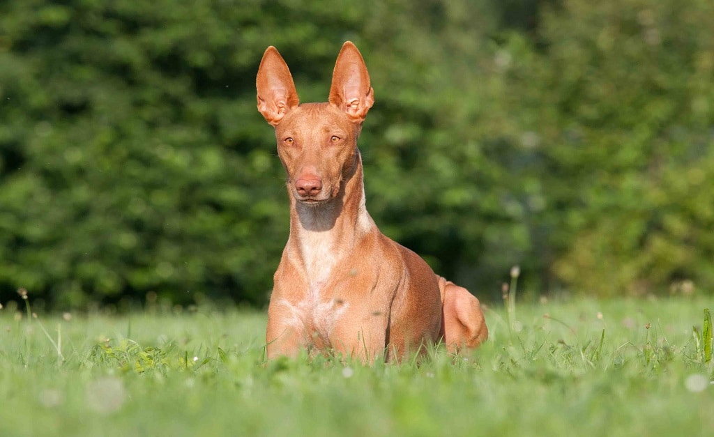 Pharaoh Hound - ePlanet