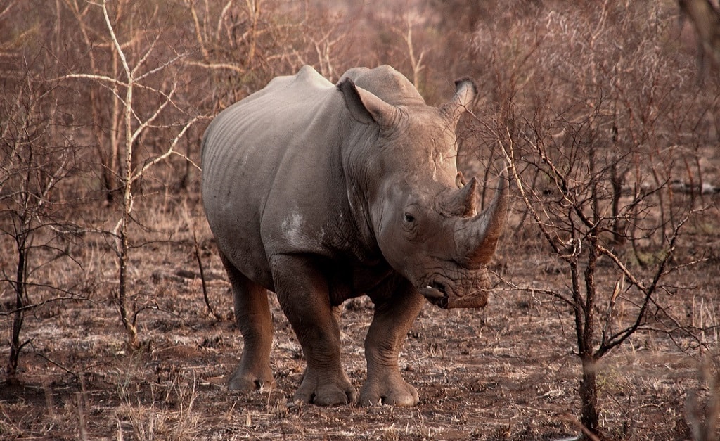 Rino Kruger Park 1 - ePlanet