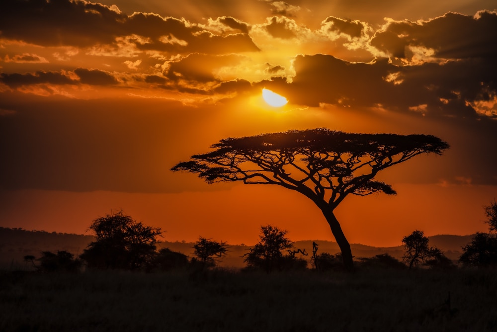 vista hipnotizante da silhueta de uma arvore nas planicies da savana durante o por do sol - ePlanet